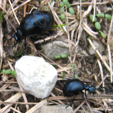 Meloidae: Meloe autumnalis